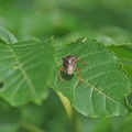 Rotbeinige Baumwanze (Pentatoma rufipes)
